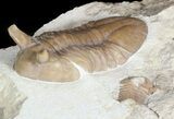 Large, Stalk-Eyed Asaphus Punctatus Trilobite - #46012-5